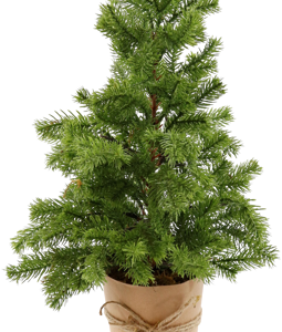 4910 FIR TREE IN POT